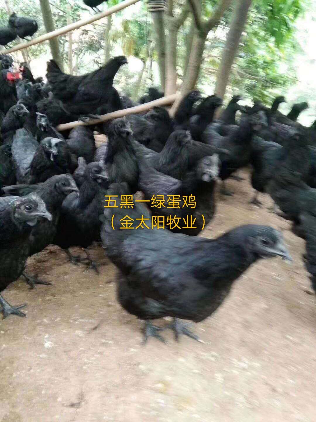 五黑绿蛋鸡1.jpg