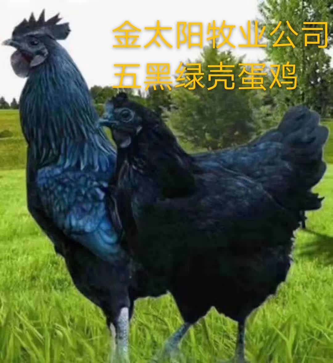 五黑绿蛋鸡2.jpg