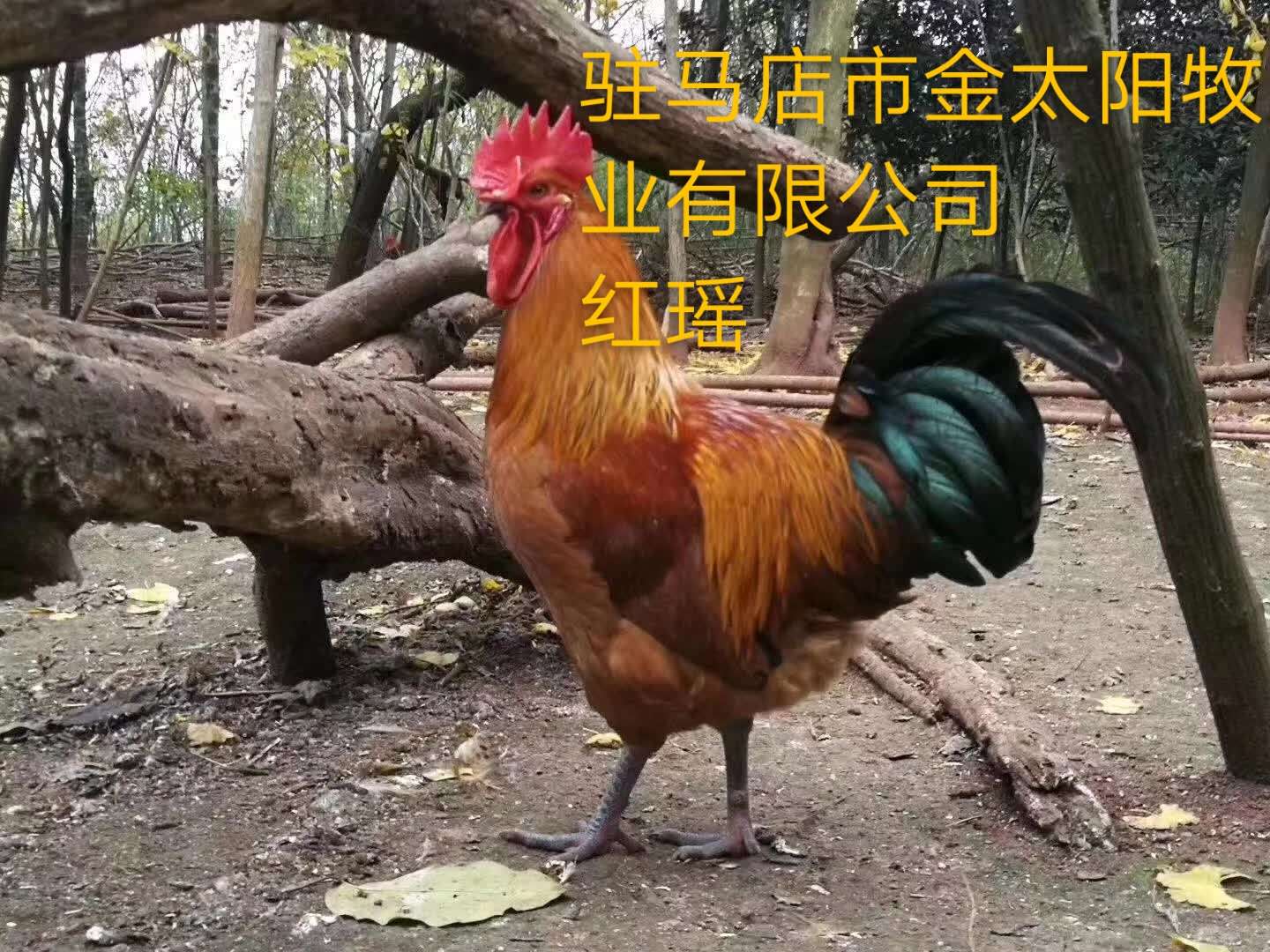 红瑶种鸡1.jpg
