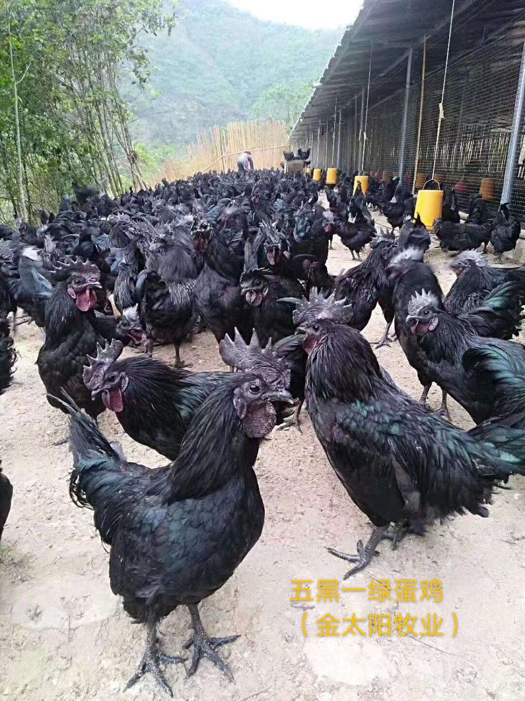 五黑绿蛋鸡.jpg